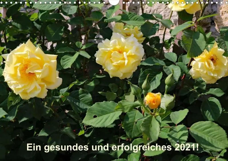 Rosen 2021 (v13)
