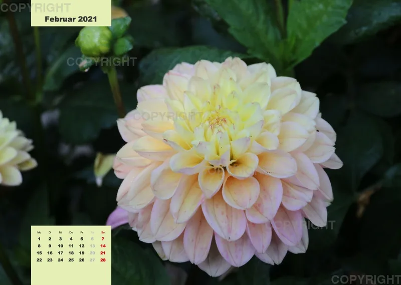 Dahlien 2021 (v4)
