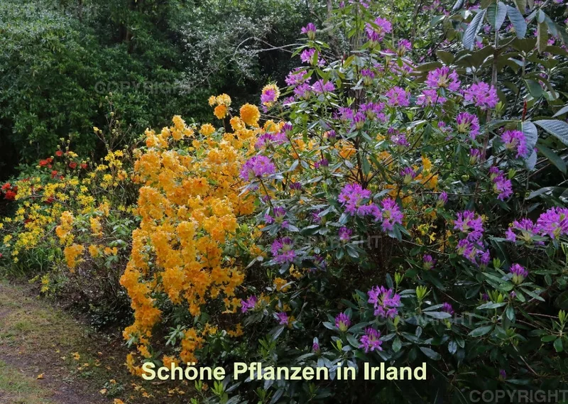Pflanzen in Irland 2021
