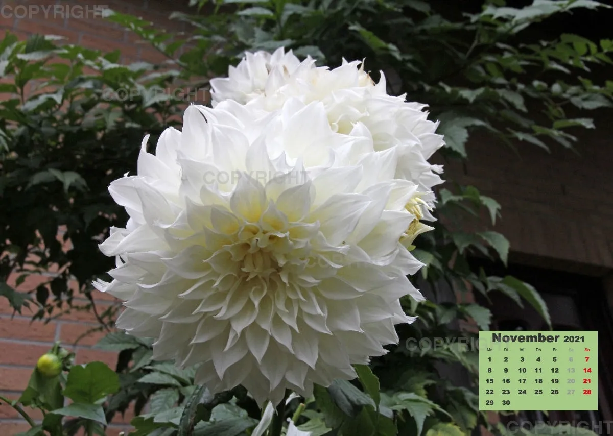 Dahlien 2021 (v1)