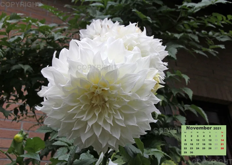 Dahlien 2021 (v1)
