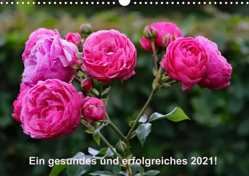 Rosen 2021 (v12)