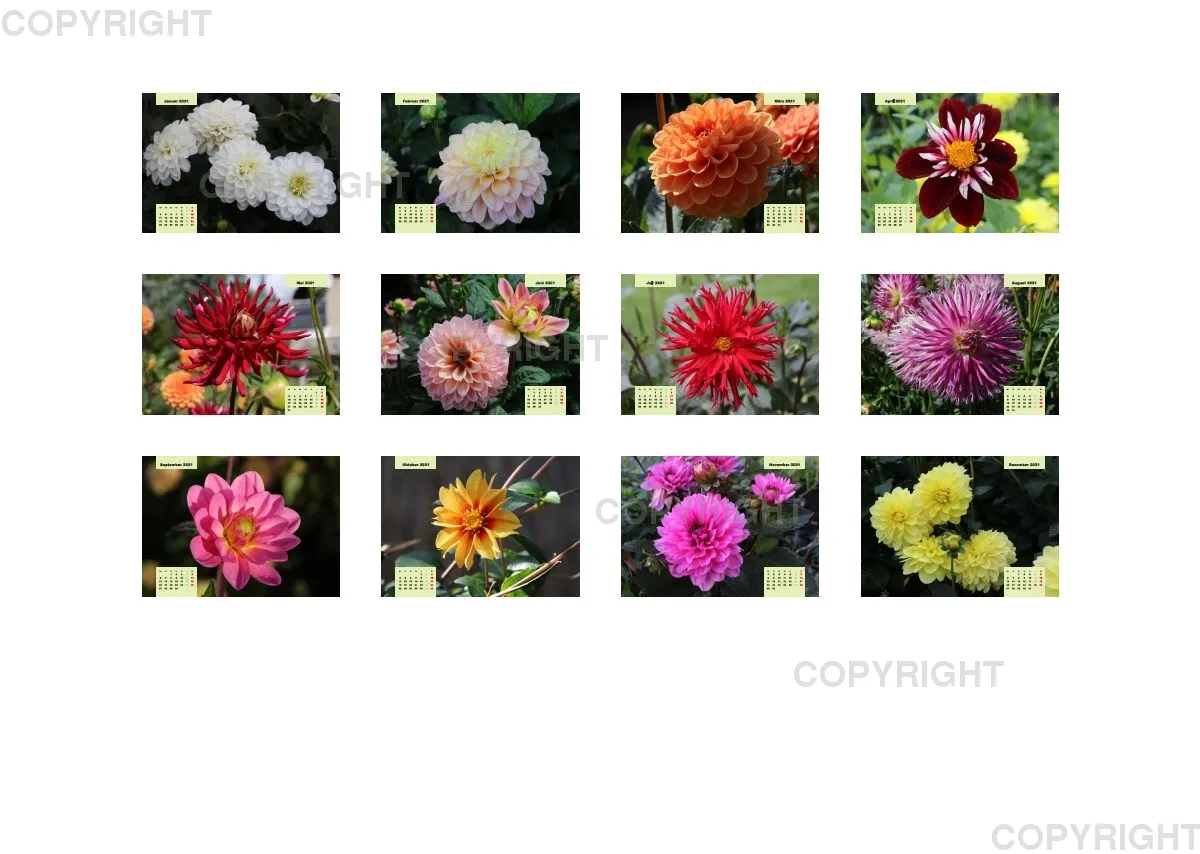 Dahlien 2021 (v4)