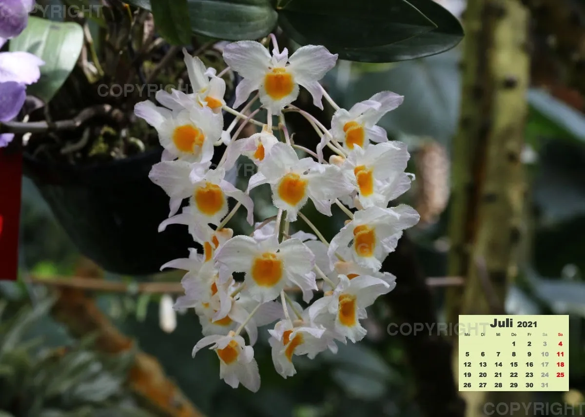 Orchideen 2021