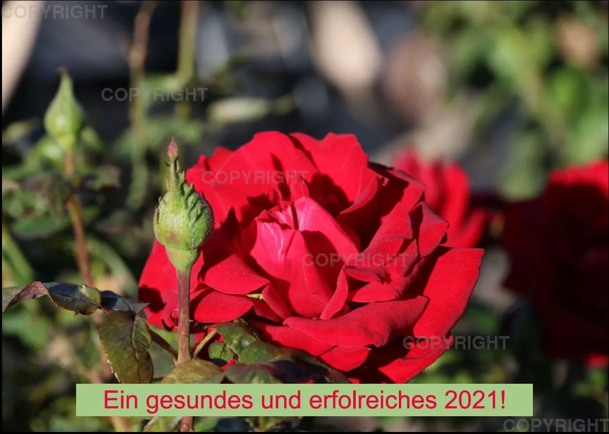 Rosen 2021 (v6 / A4)