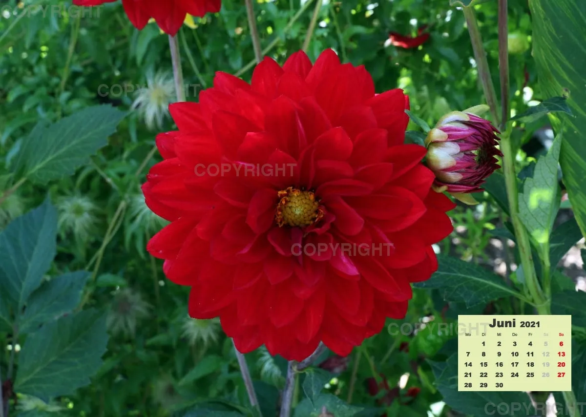 Dahlien 2021 (v2)