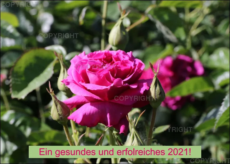 Rosen 2021 (v4 / A4)