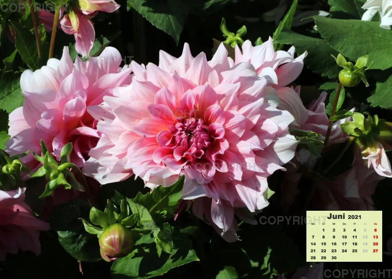 Dahlien 2021 (v3)