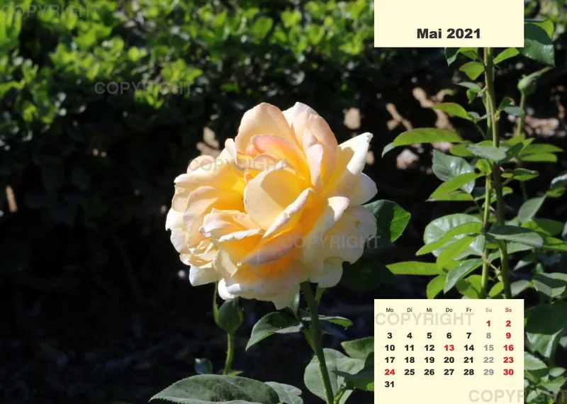 Rosen 2021 (v7 / A4)