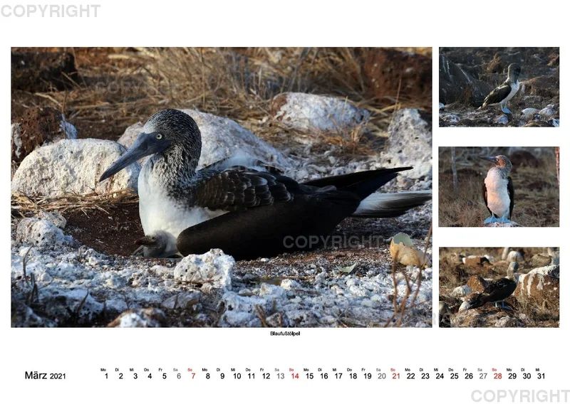 Galapagos 2021 (A2)
