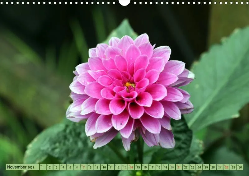 Dahlien 2021 (v5)