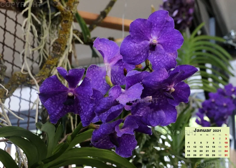 Orchideen 2021