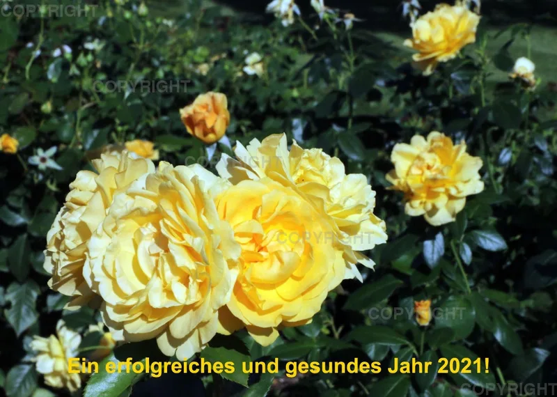 Rosen 2021 (v9 / A4)
