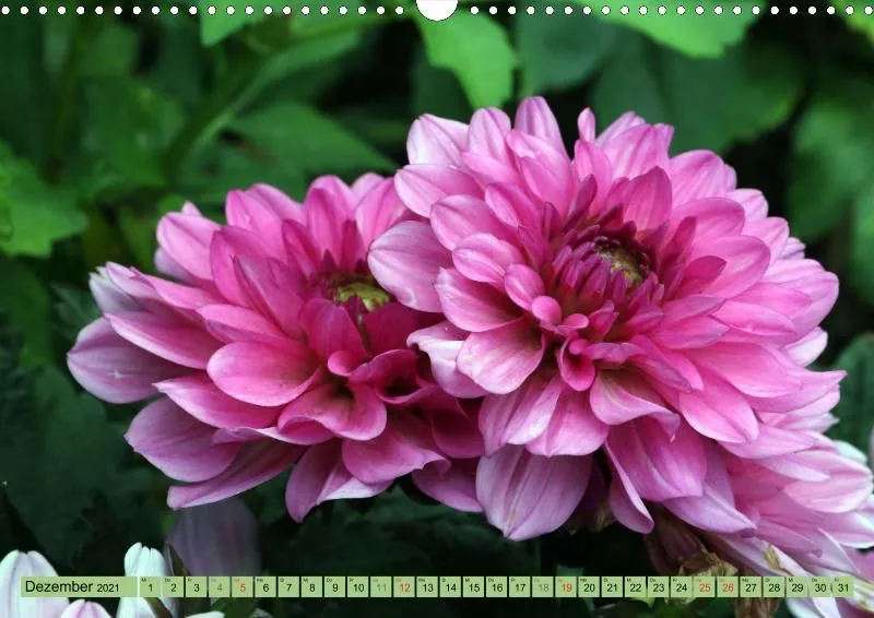 Dahlien 2021 (v5)