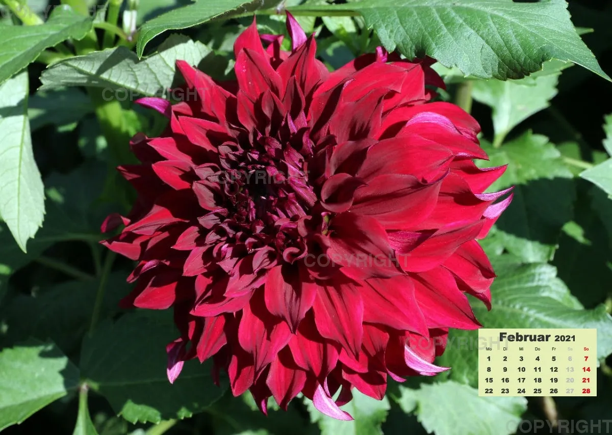 Dahlien 2021 (v2)