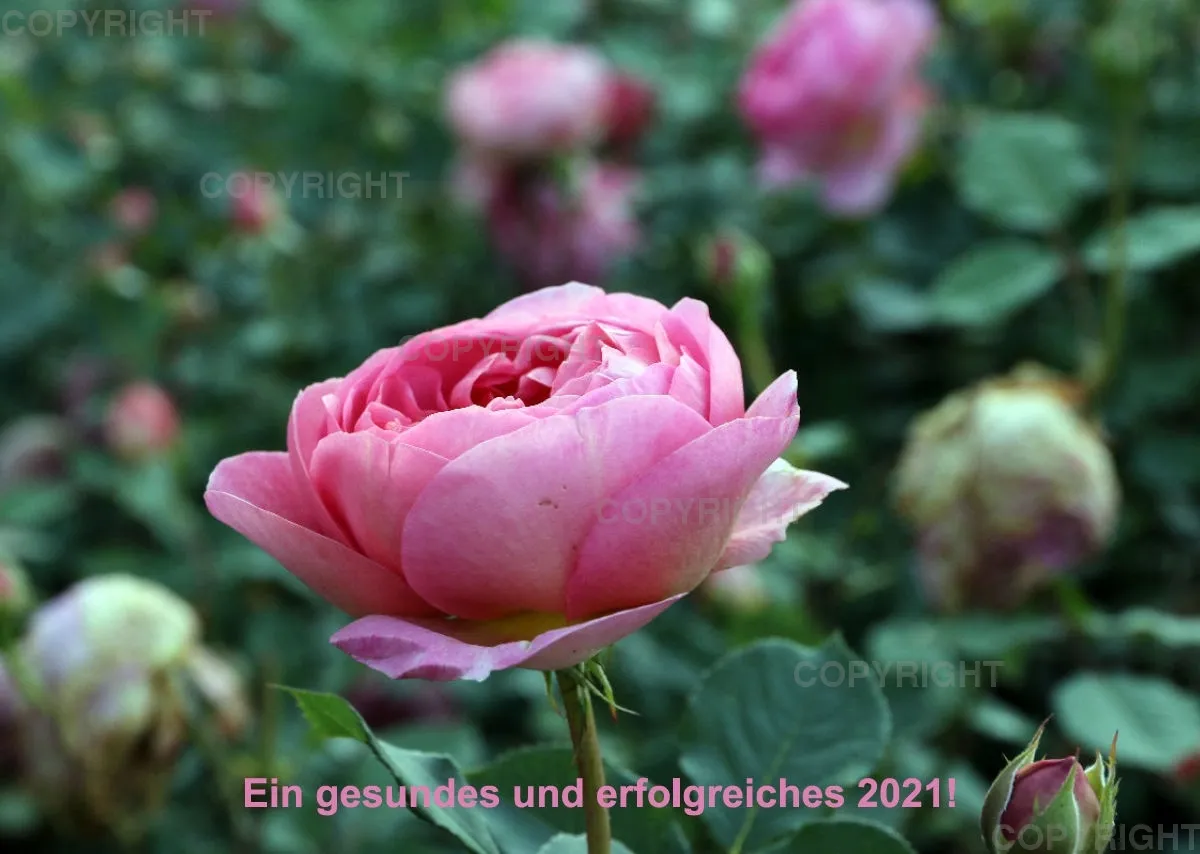 Rosen 2021 (v5)