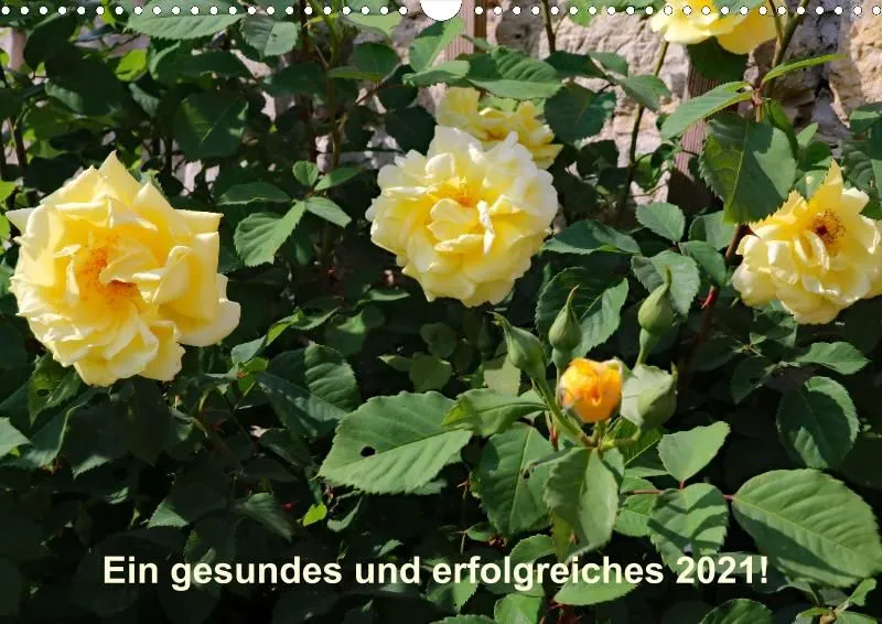 Rosen 2021 (v13)