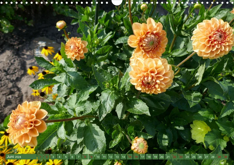Blumen 2024