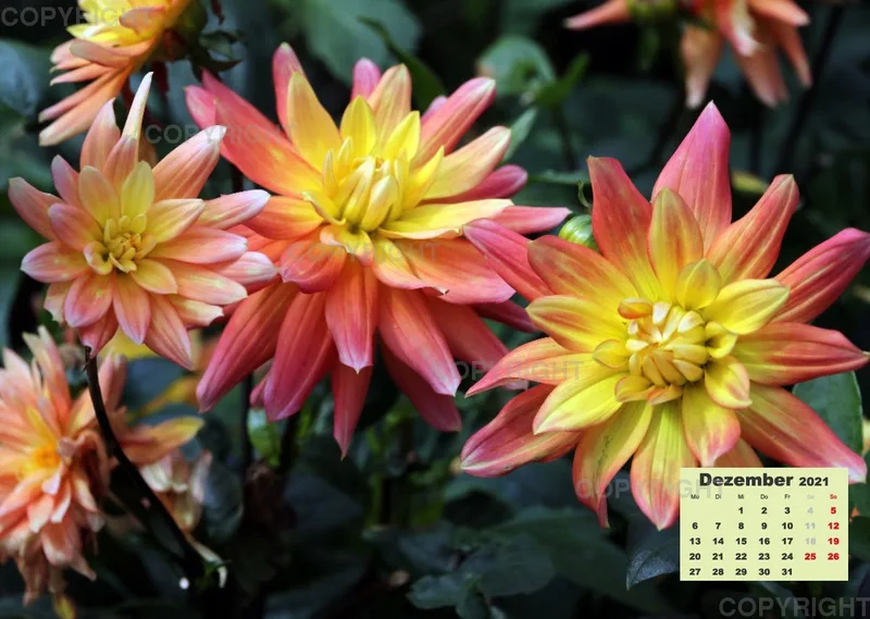 Dahlien 2021 (v2)