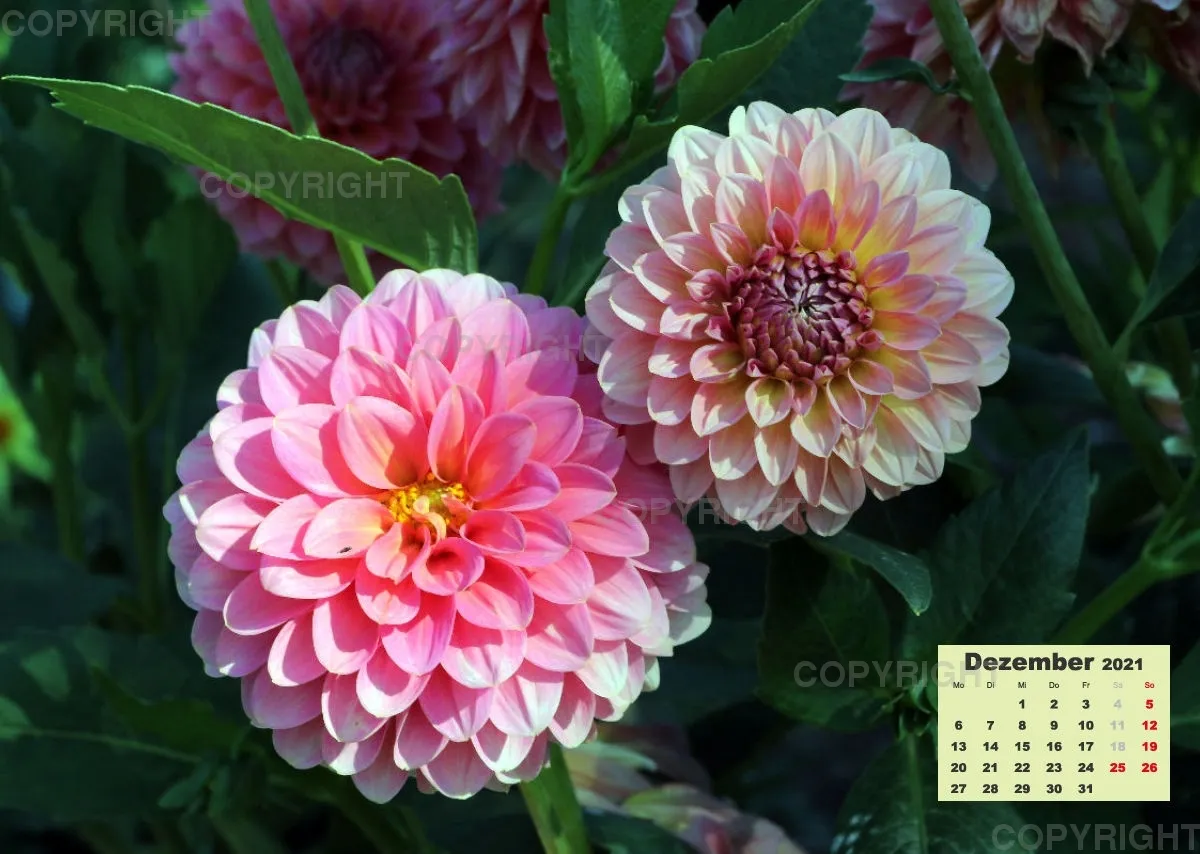 Dahlien 2021 (v3)