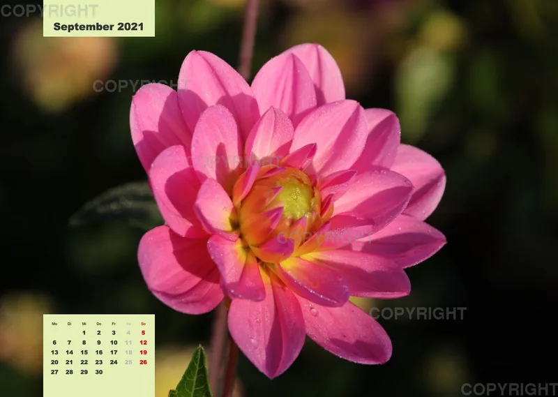 Dahlien 2021 (v4)