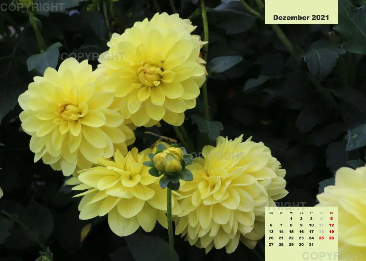 Dahlien 2021 (v4)