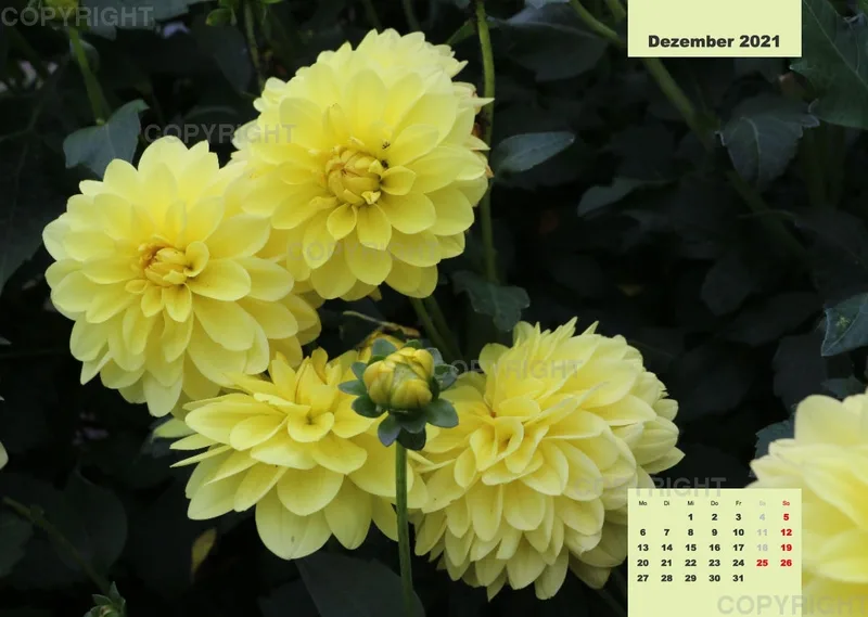 Dahlien 2021 (v4)