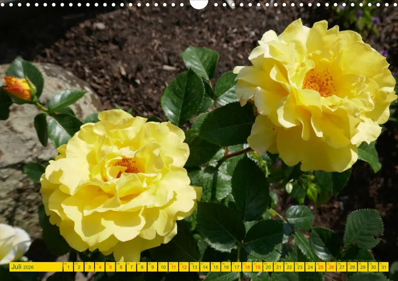 Blumen 2026