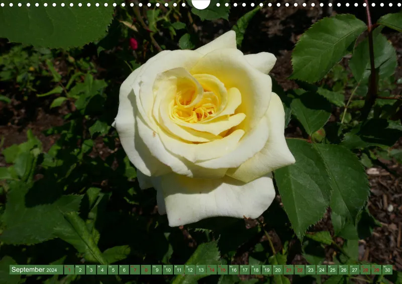 Blumen 2024