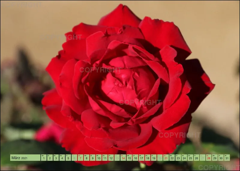Rosen 2021 (v6 / A4)
