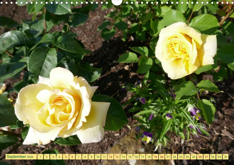 Blumen 2026