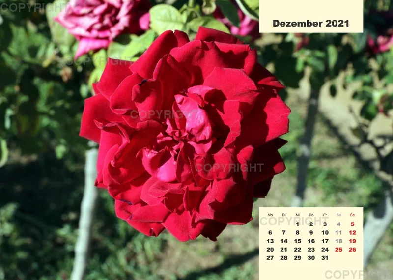 Rosen 2021 (v7 / A4)