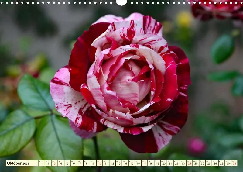 Rosen 2021 (v13)