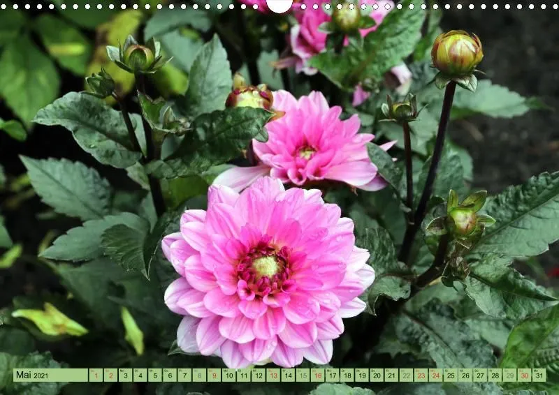 Dahlien 2021 (v5)
