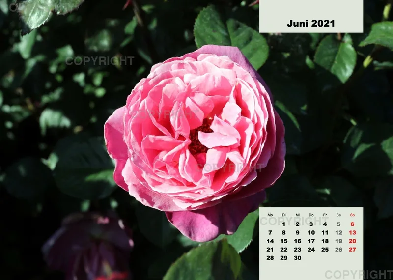 Rosen 2021 (v8 / A4)