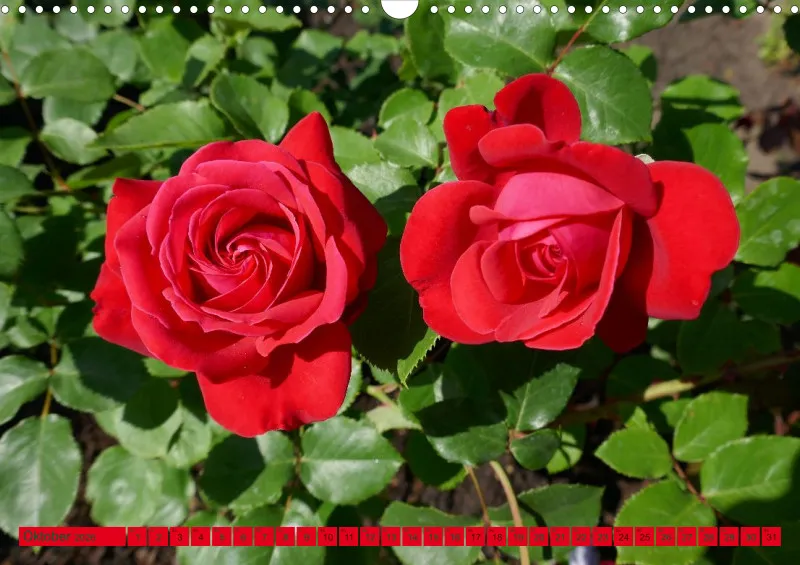 Blumen 2026