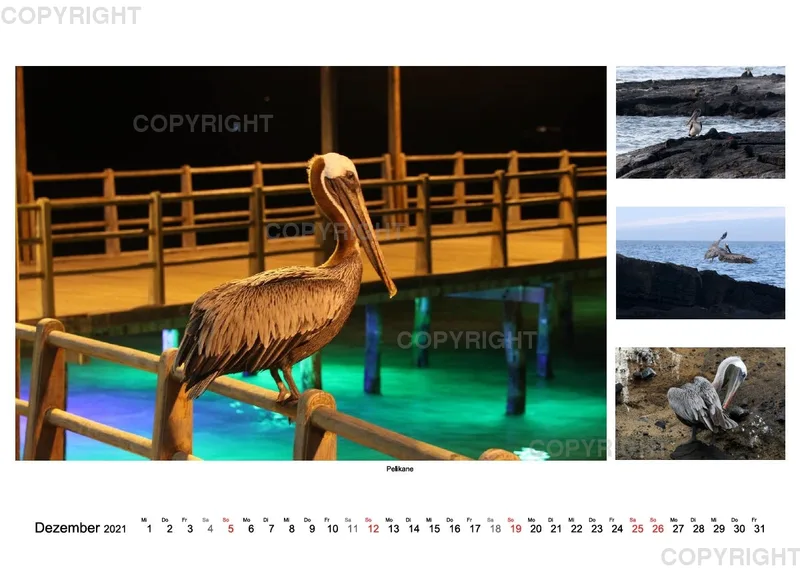 Galapagos 2021 (A2)