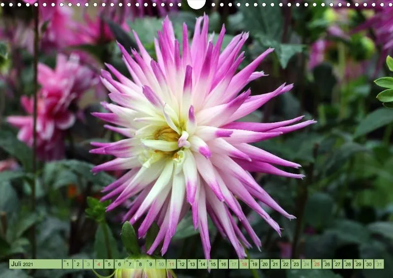 Dahlien 2021 (v5)