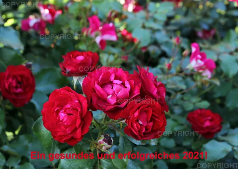 Rosen 2021 (v8)