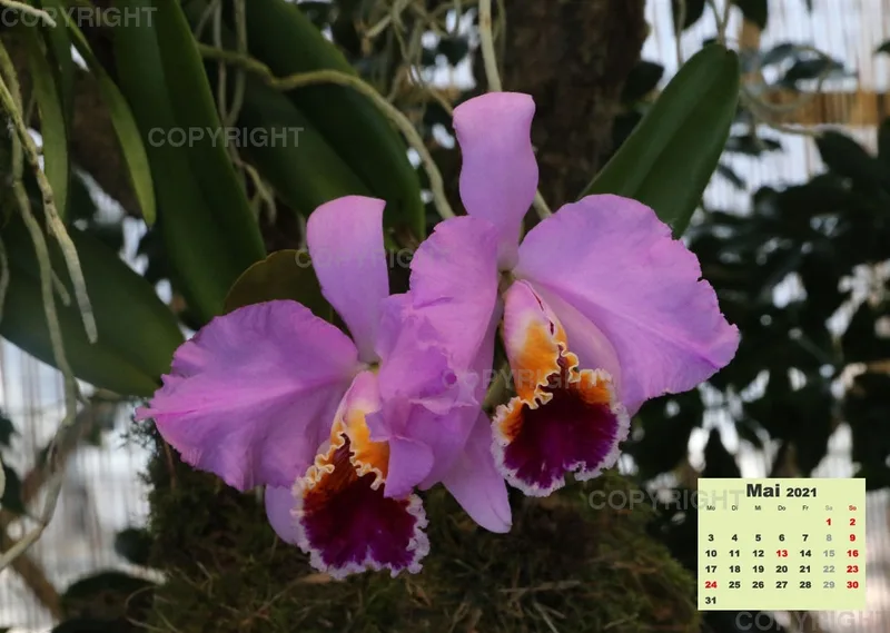 Orchideen 2021