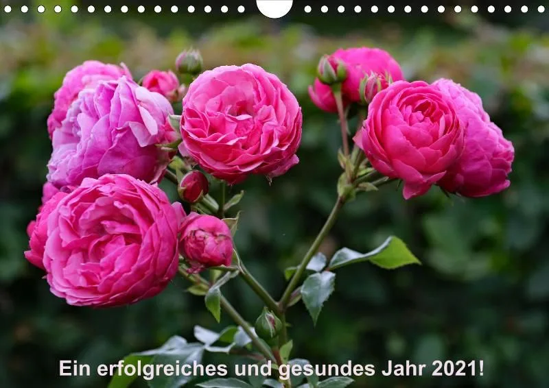 Rosen 2021 (v12 / A4)