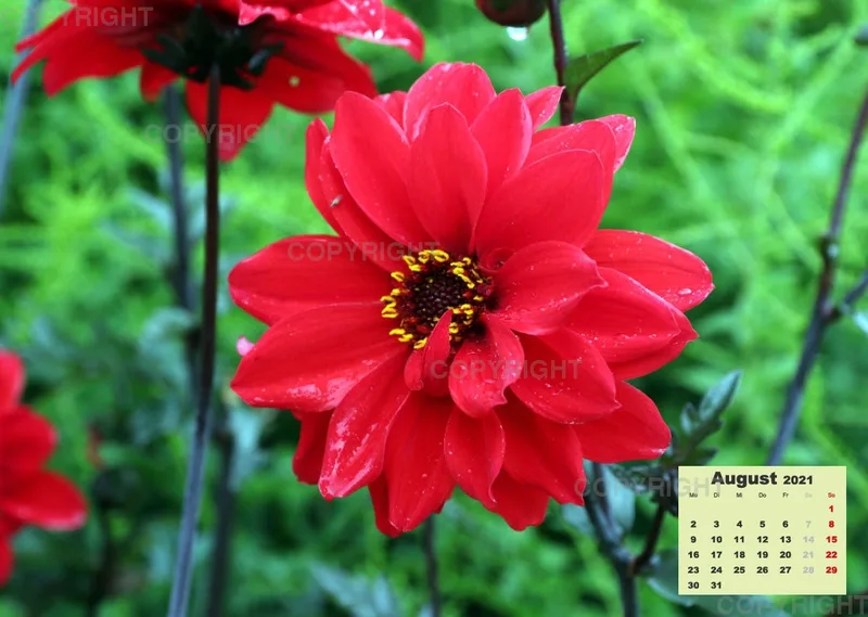 Dahlien 2021 (v3)
