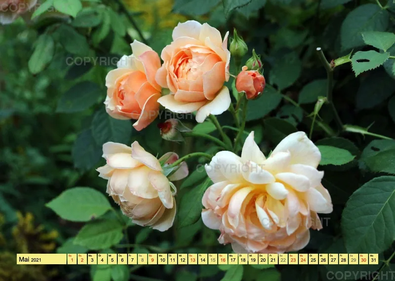 Rosen 2021 (v9 / A4)