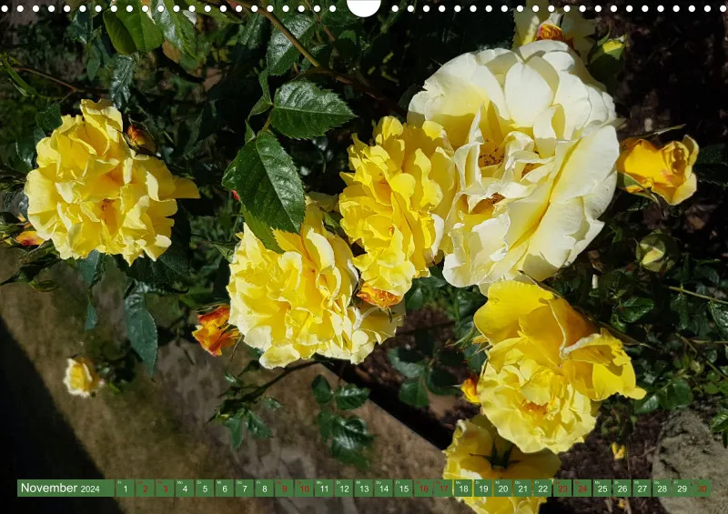 Blumen 2024