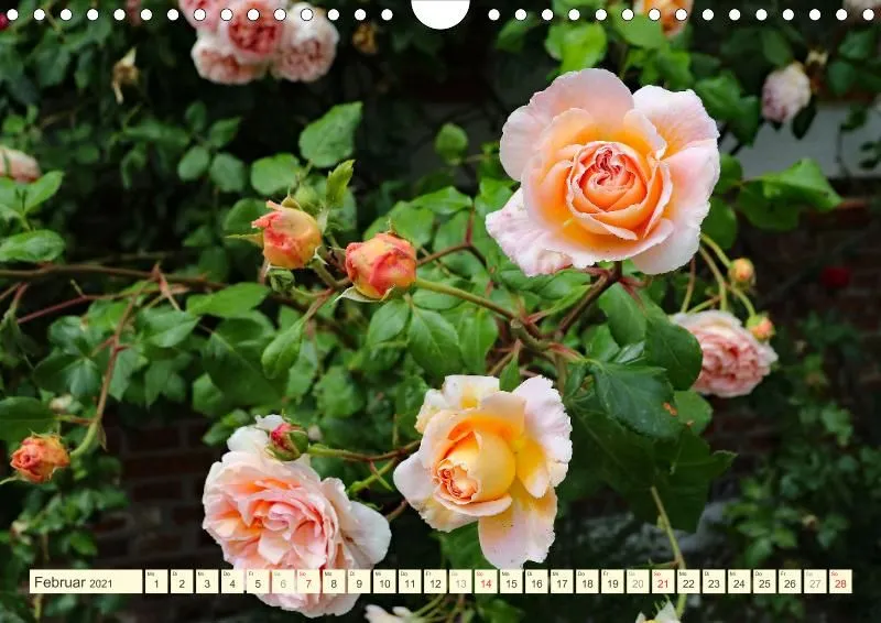 Rosen 2021 (v13 / A4)