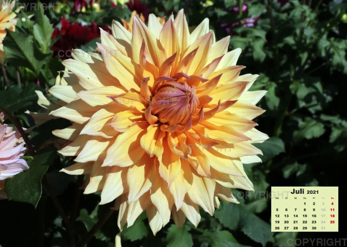 Dahlien 2021 (v2)