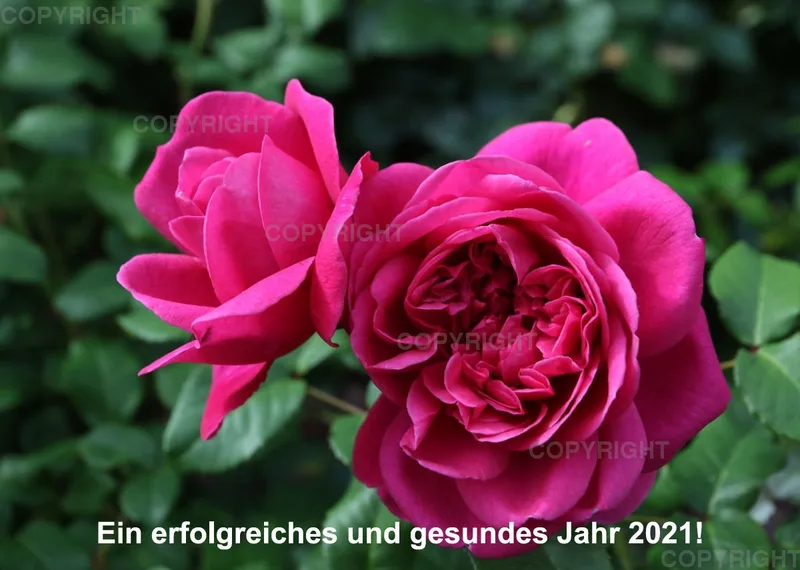 Rosen 2021 (v11 / A4)