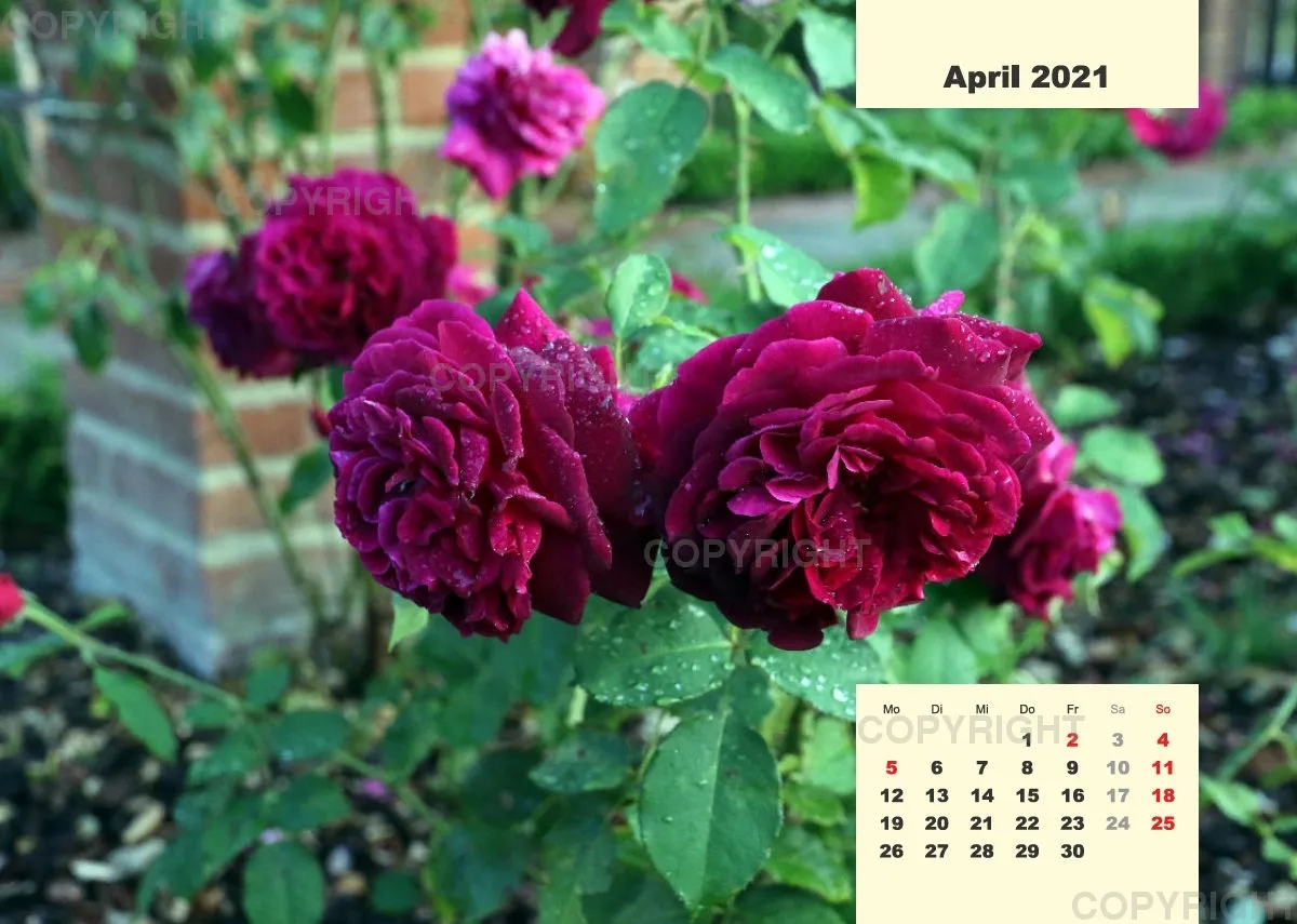 Rosen 2021 (v7 / A4)