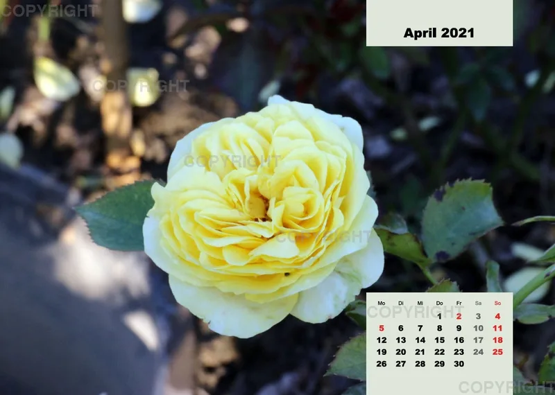 Rosen 2021 (v8 / A4)