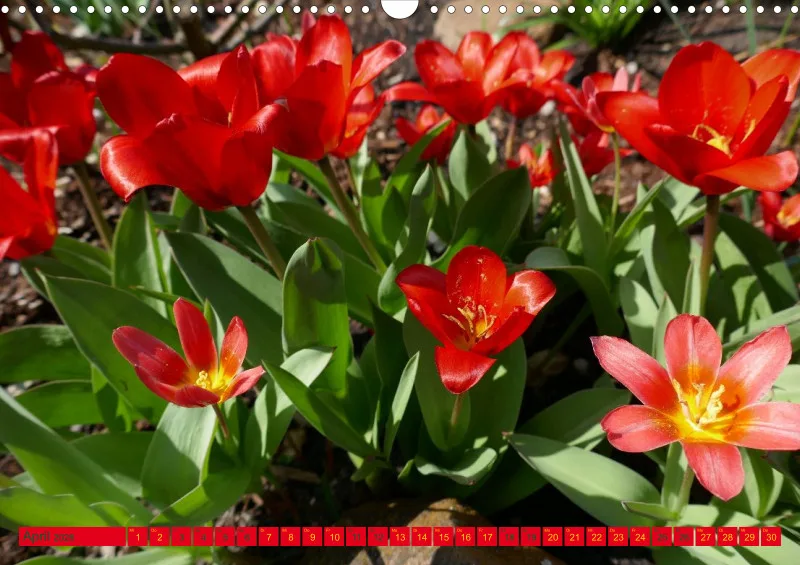 Blumen 2026
